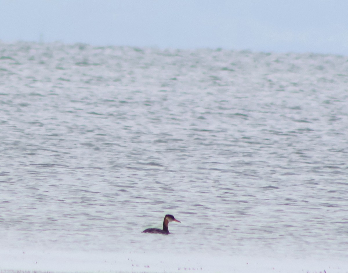 赤頸鸊鷉 - ML641305784