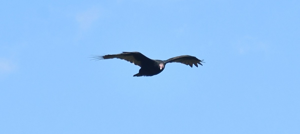 Turkey Vulture - ML641305794