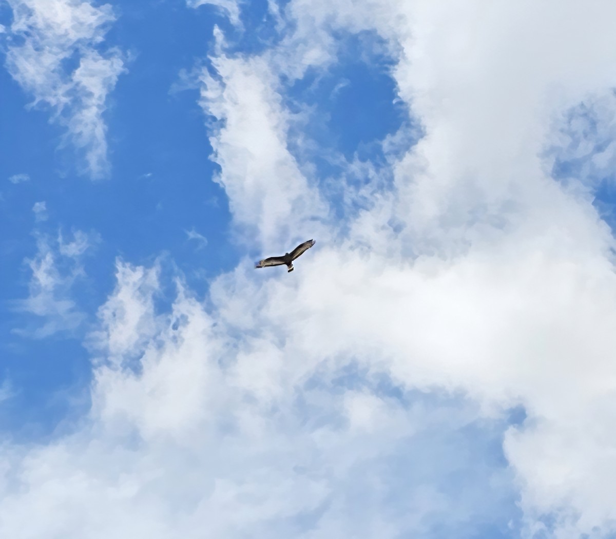 Zone-tailed Hawk - ML641305854