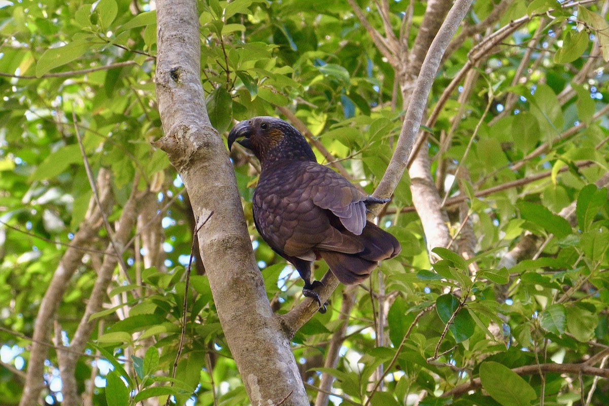 kaka - ML641305891