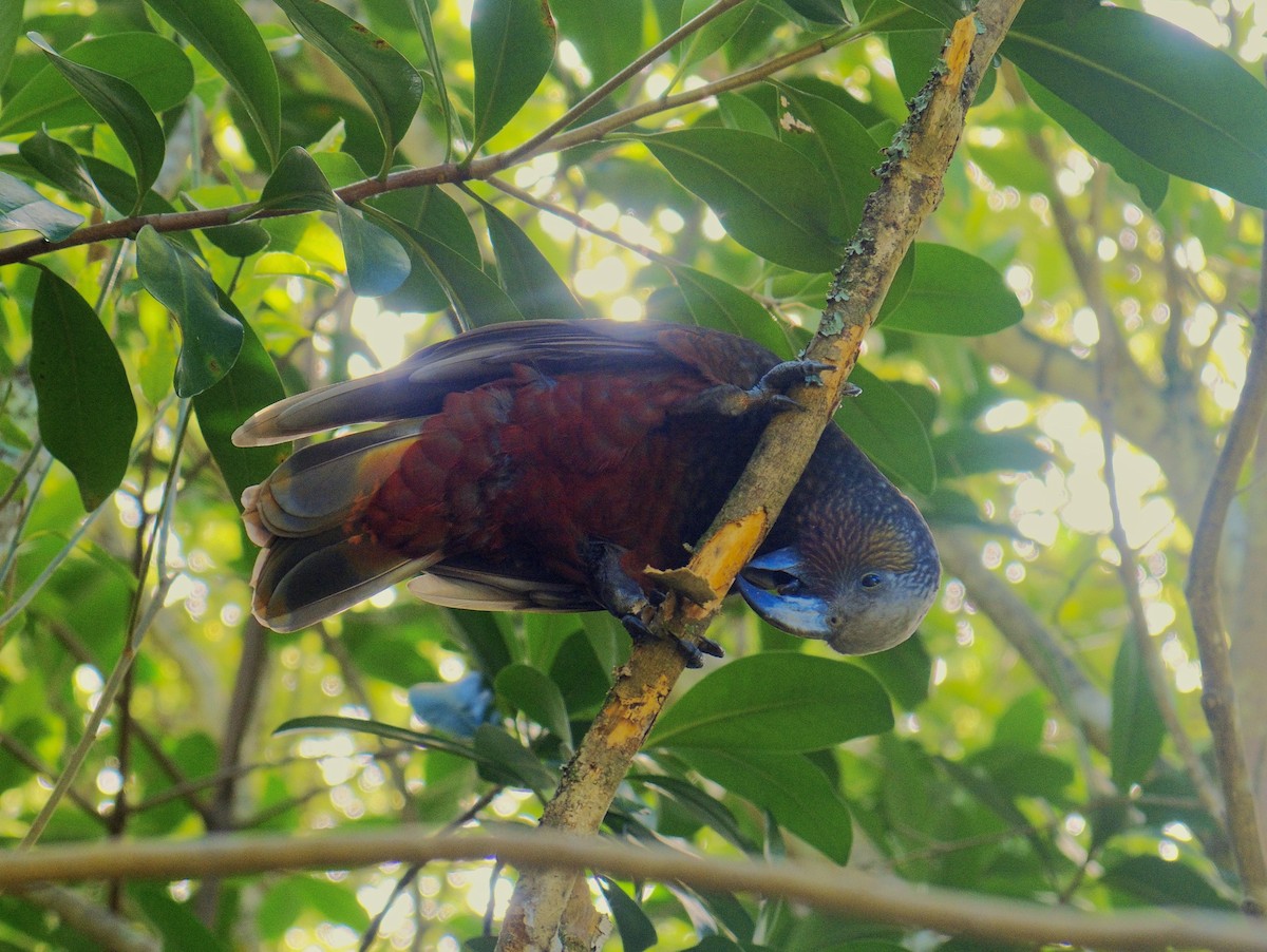 nestor kaka - ML641305892