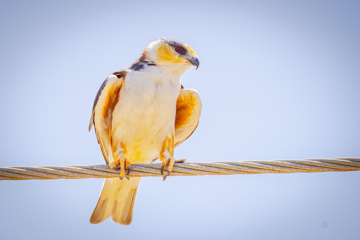 Pearl Kite - ML641305910
