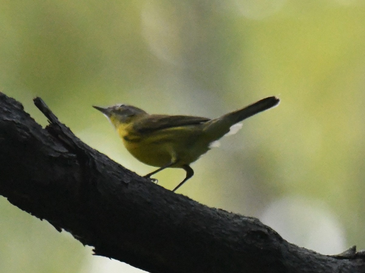 buskparula - ML641305921