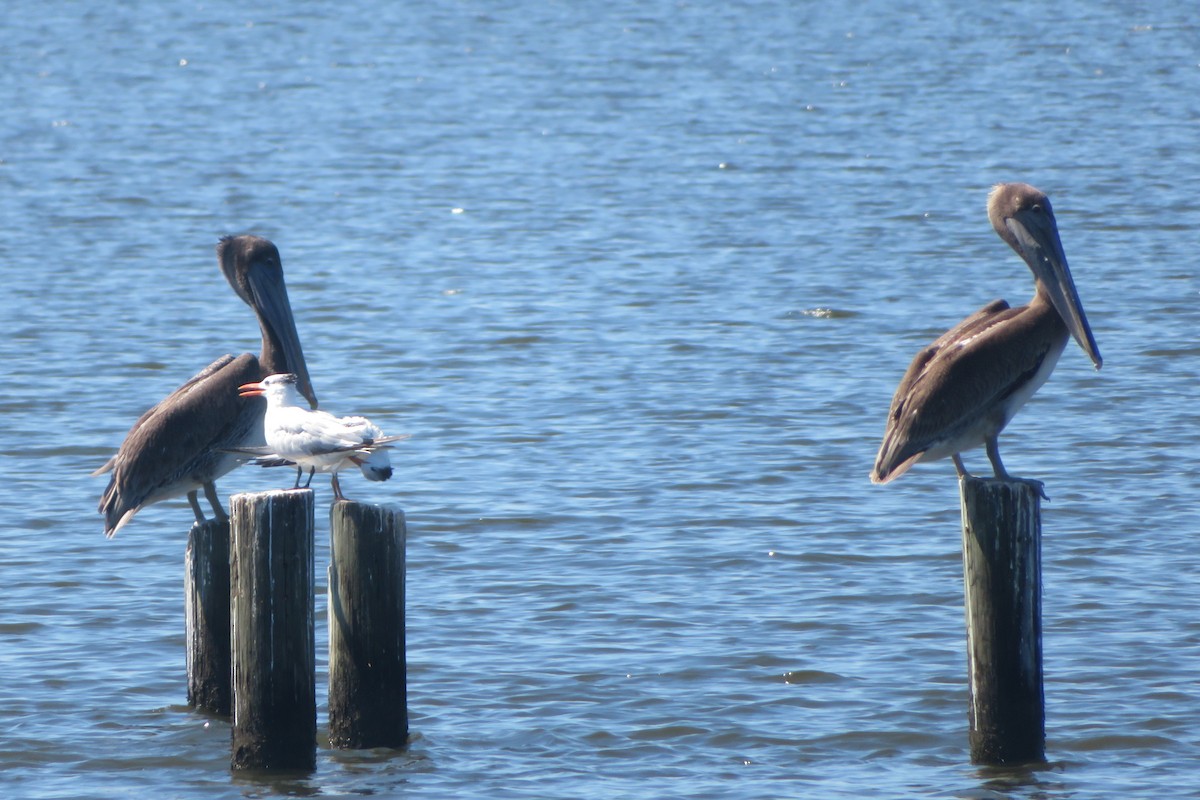 Brown Pelican - ML641305980