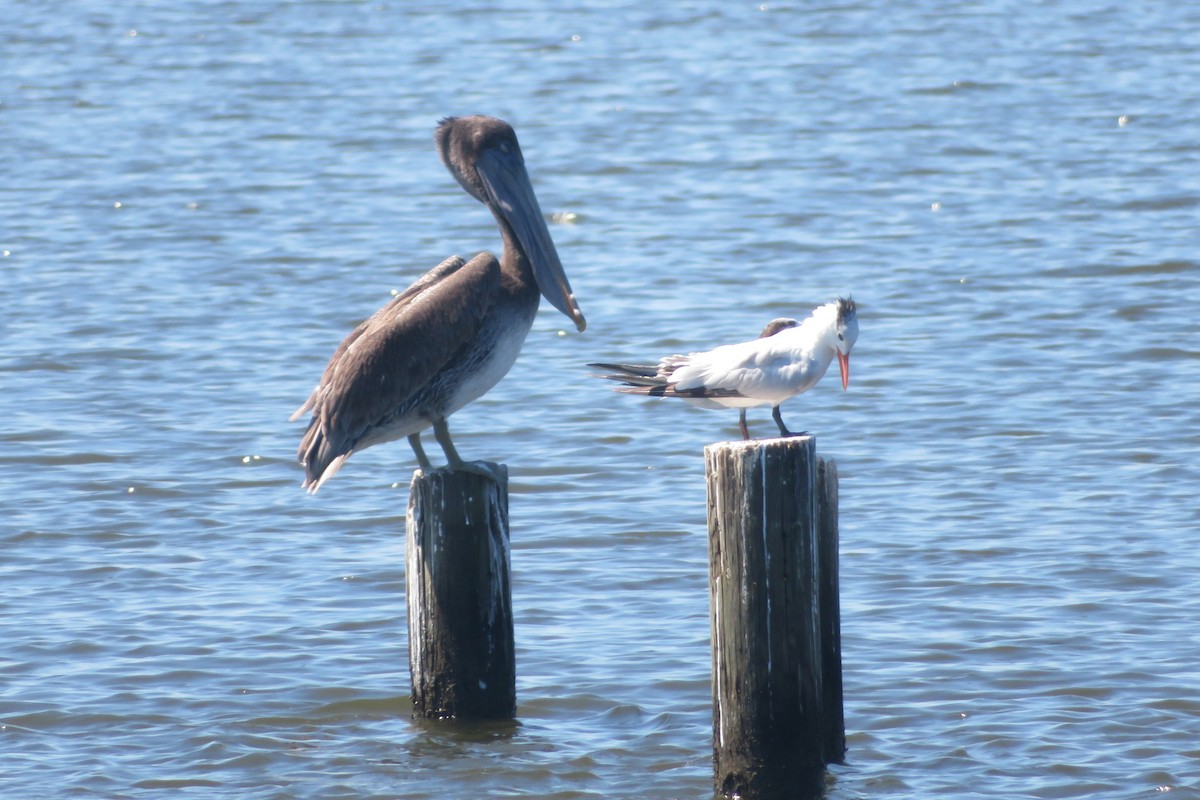 Brown Pelican - ML641305983