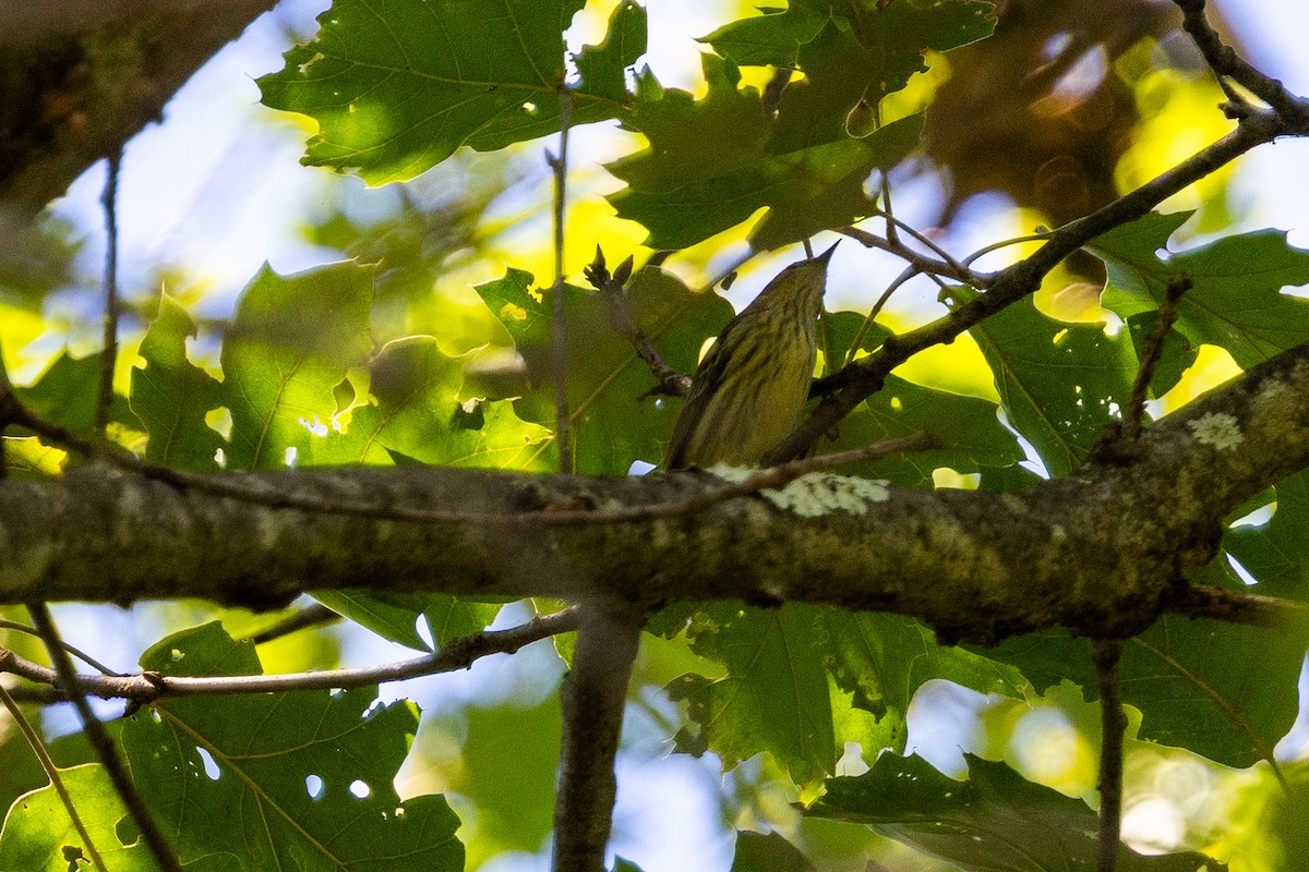 Cape May Warbler - ML641306004
