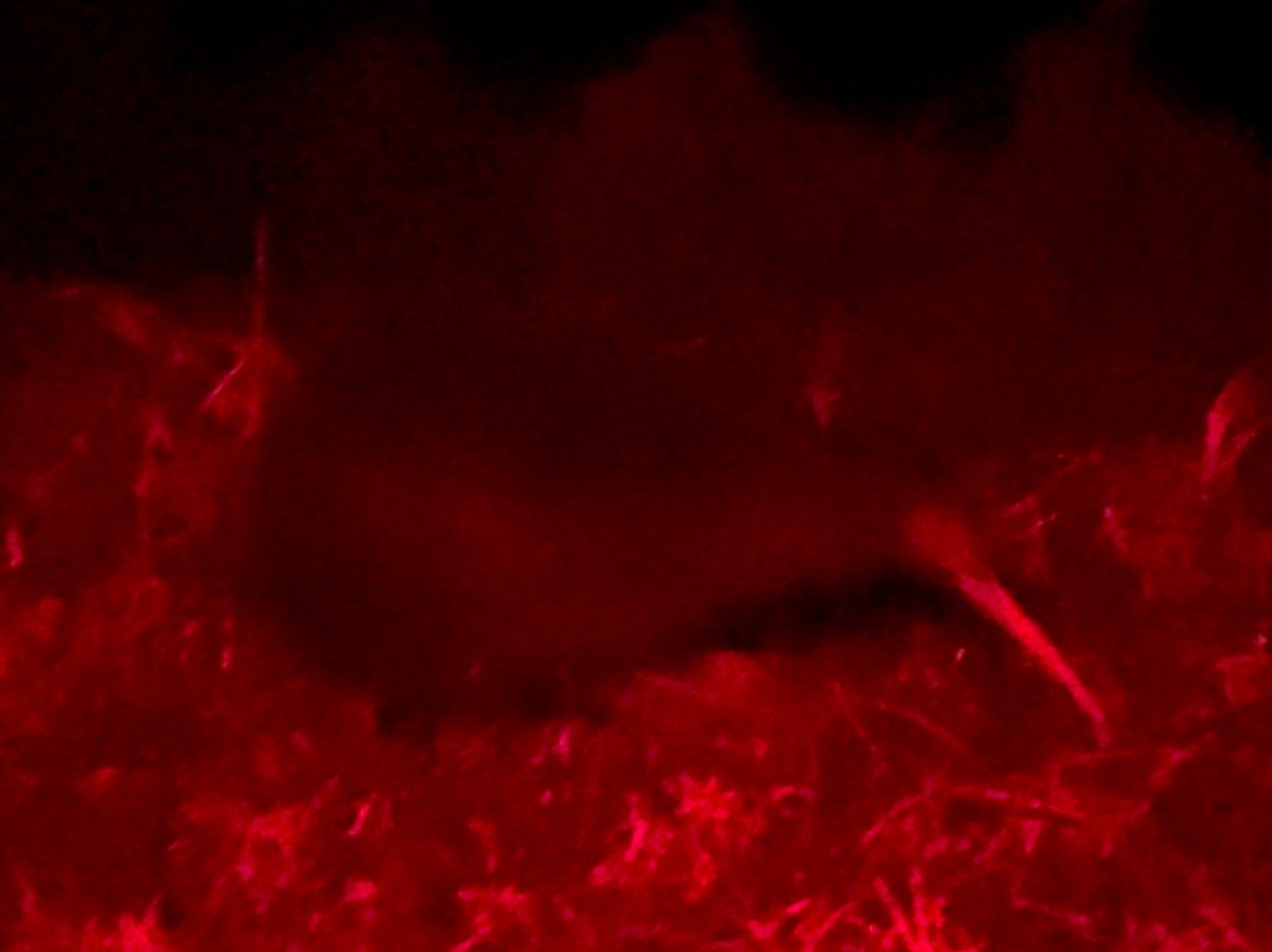 kivi hnědý - ML641306005