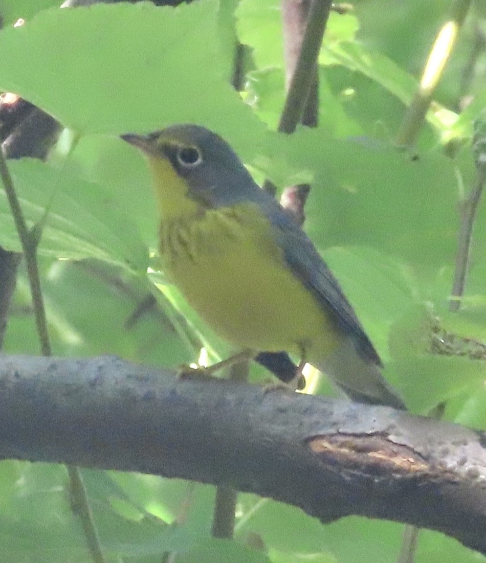 Canada Warbler - ML641306008