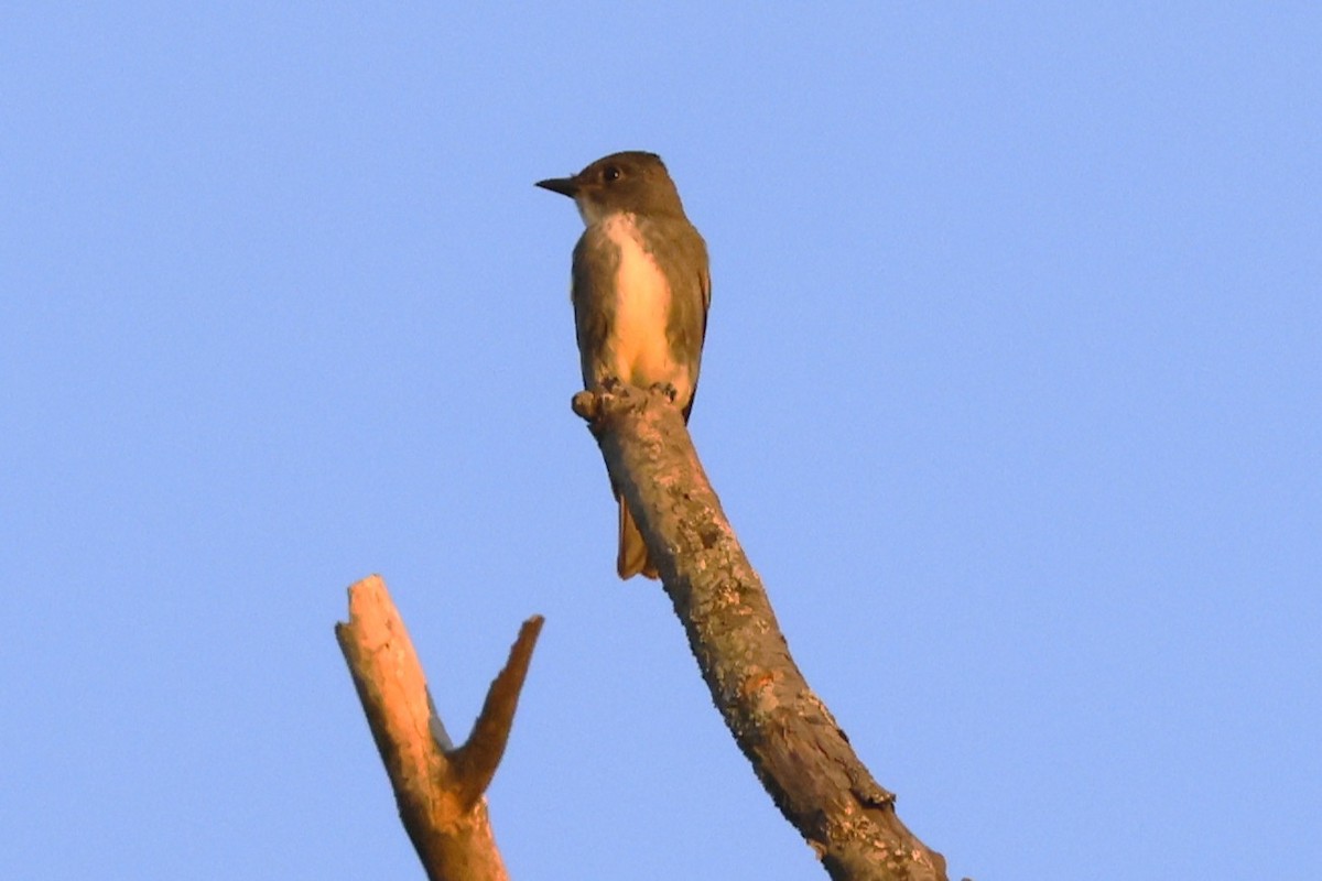 Olive-sided Flycatcher - ML641306028