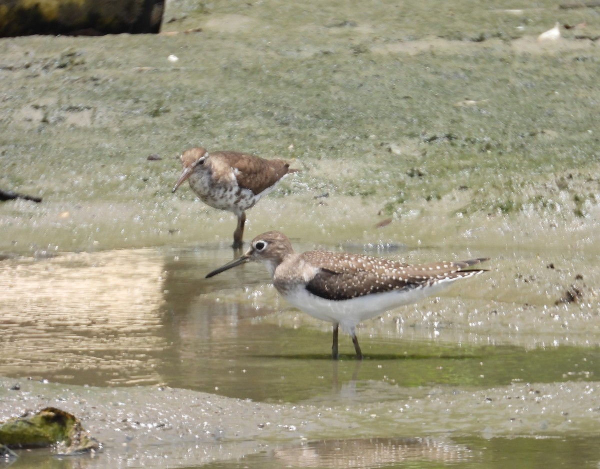 Einsiedelwasserläufer - ML641306037