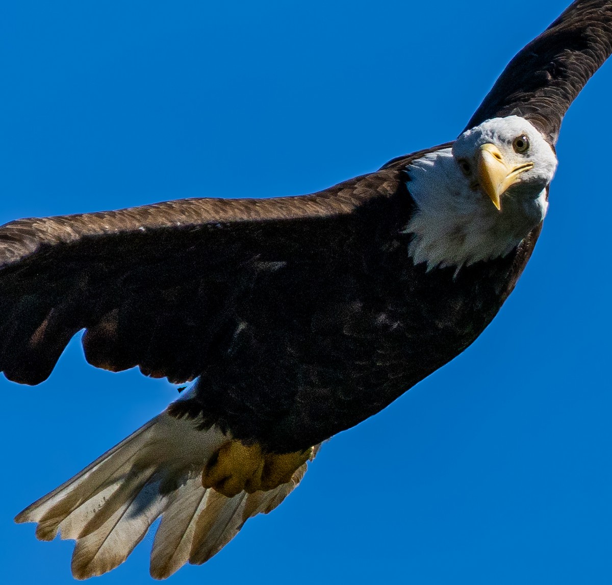 Bald Eagle - ML641306043