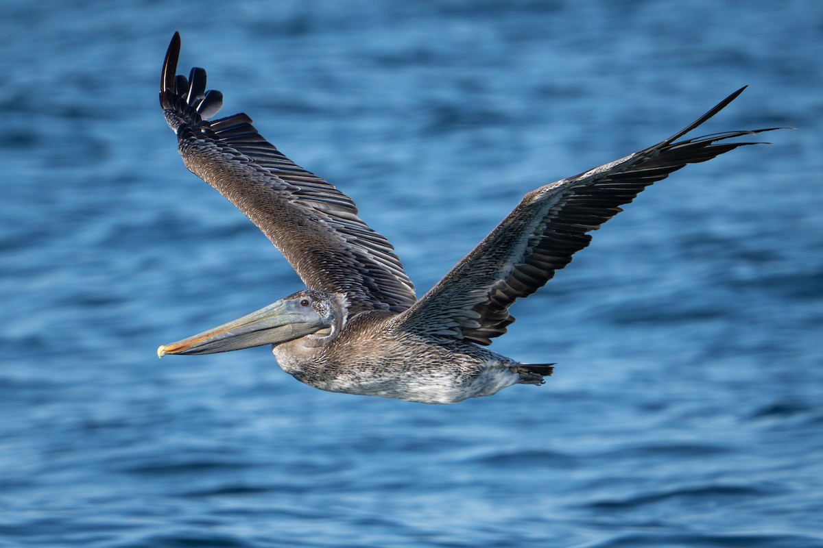 Brown Pelican - ML641306045