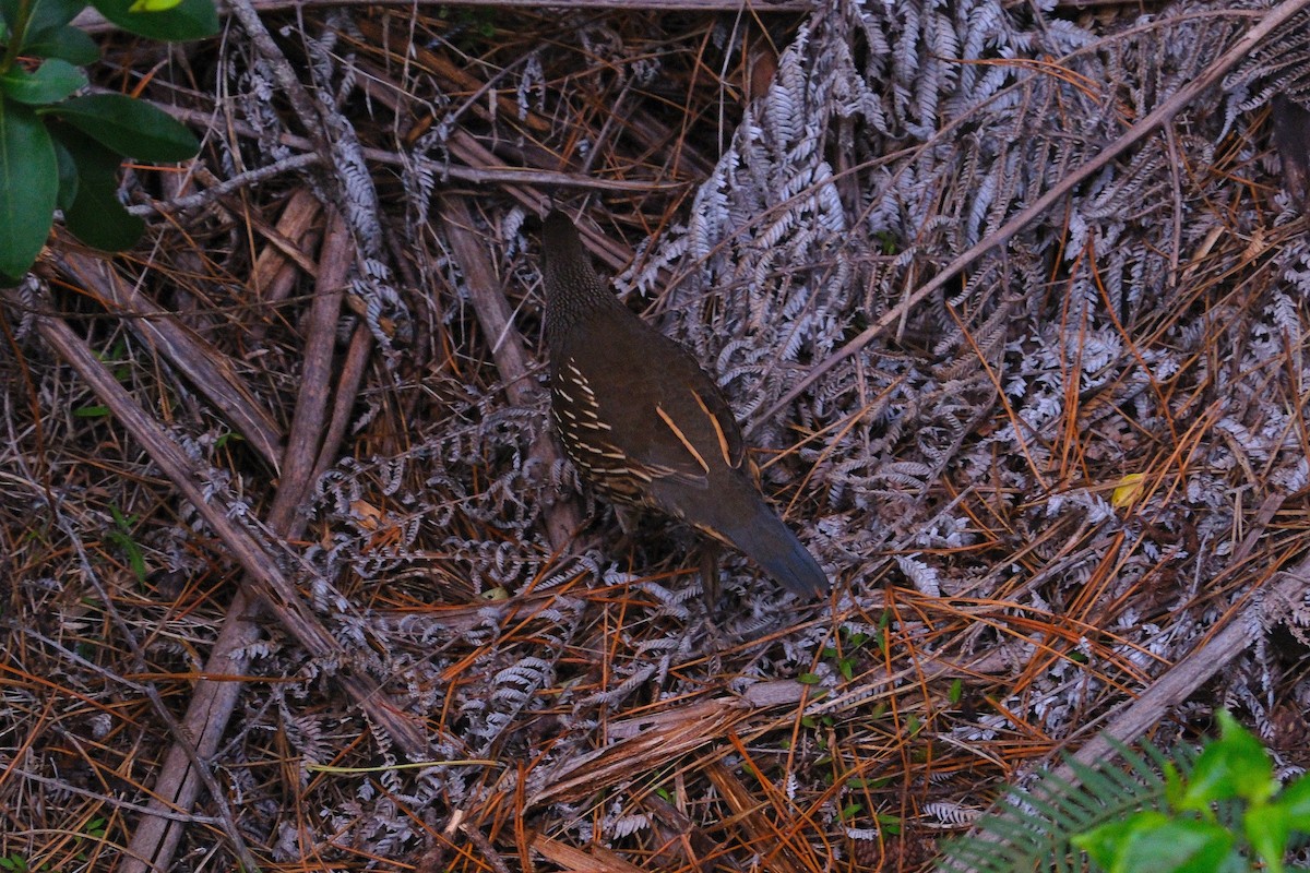 křepel kalifornský - ML641306067