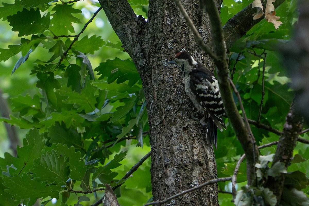 White-backed Woodpecker - ML641306085
