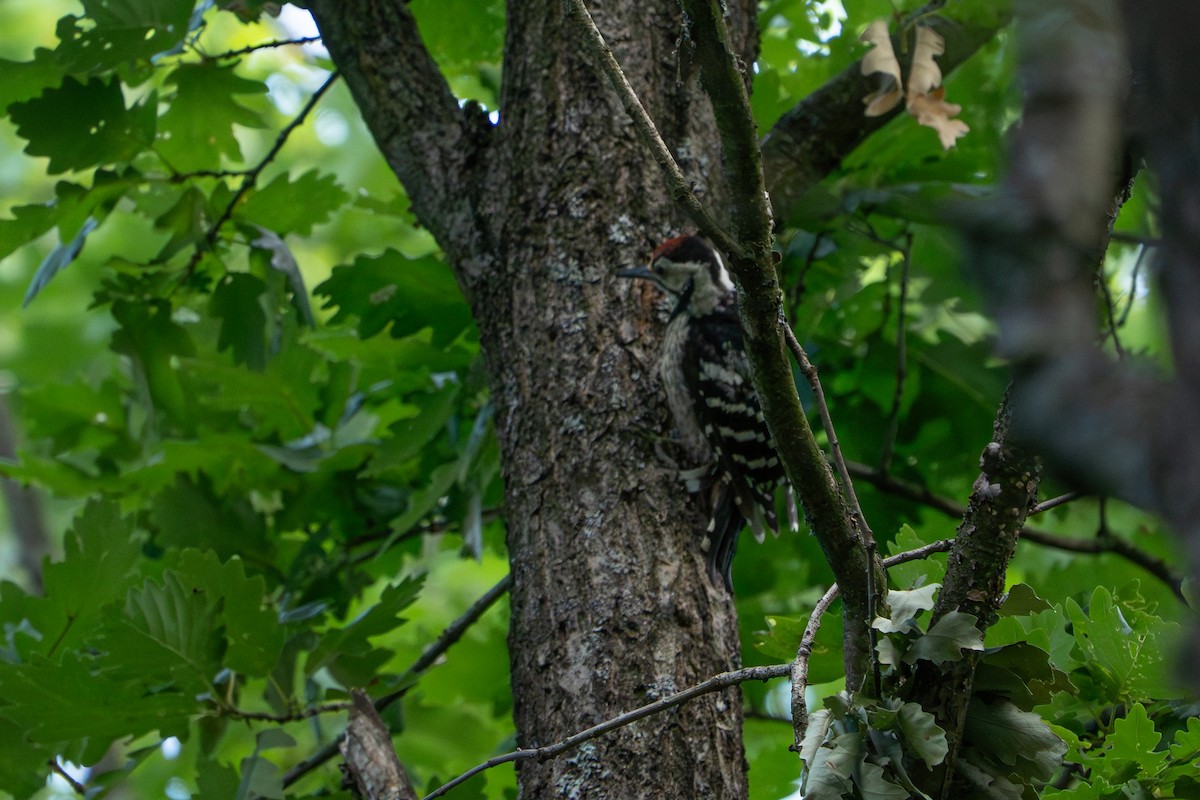 White-backed Woodpecker - ML641306086