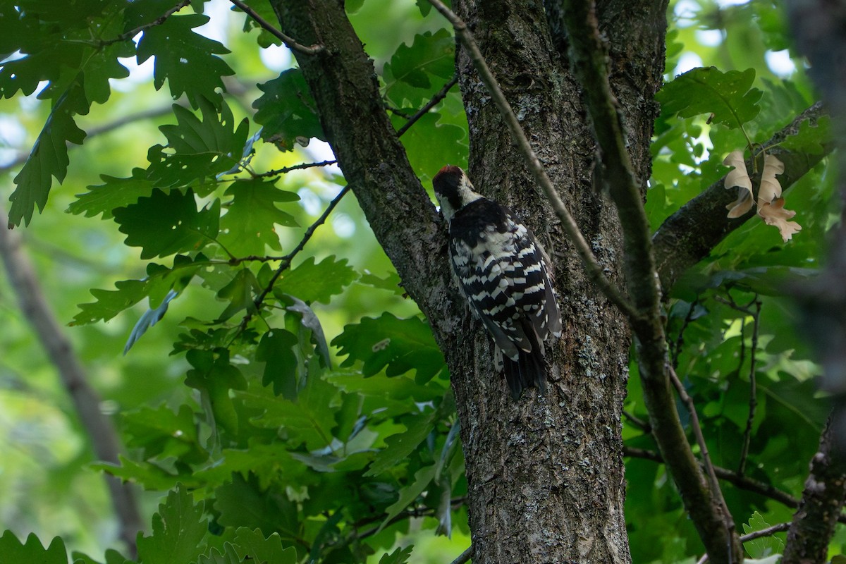 White-backed Woodpecker - ML641306088