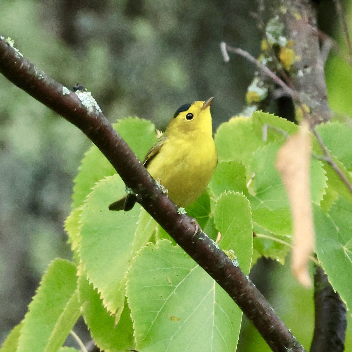 kalottparula - ML641306105