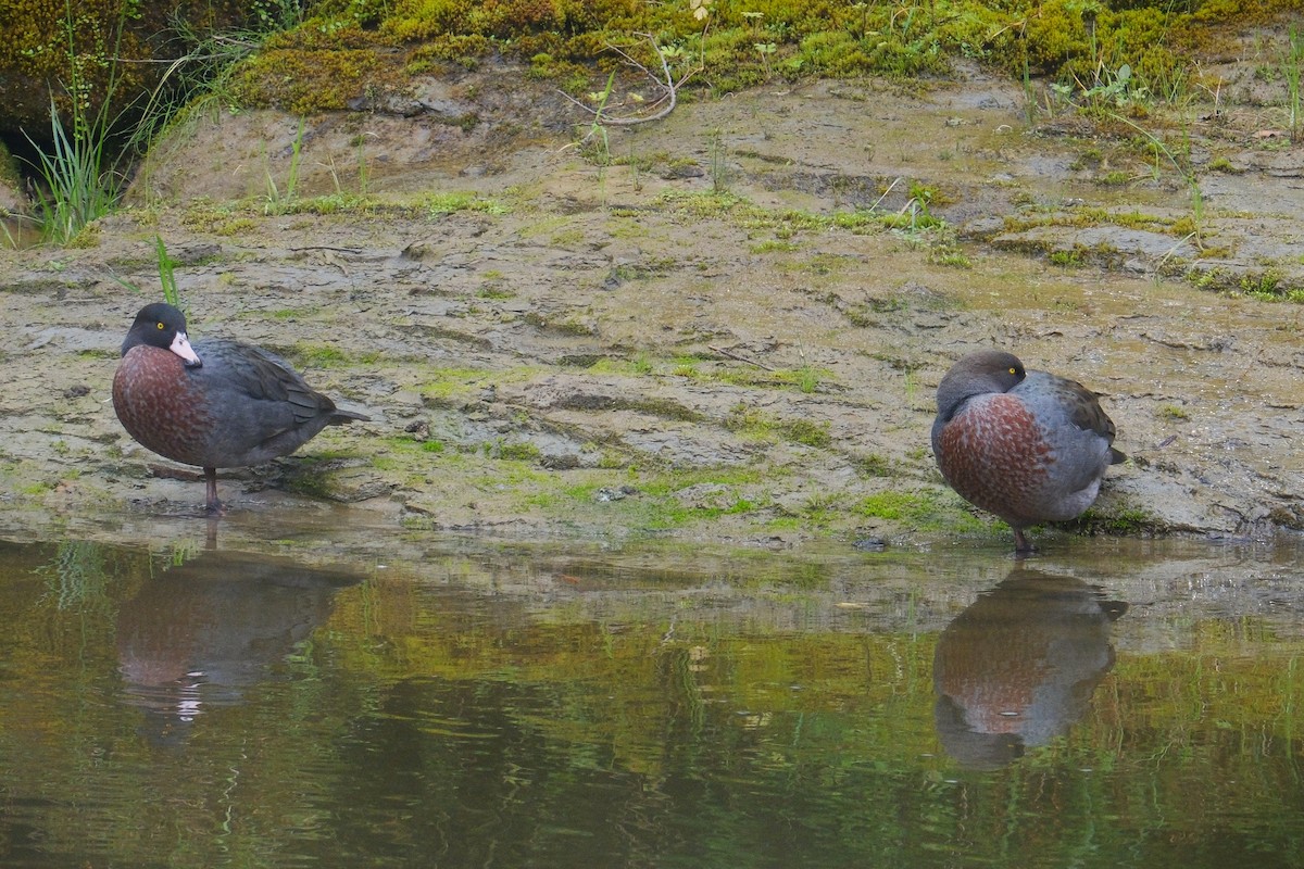 Blue Duck - ML641306133
