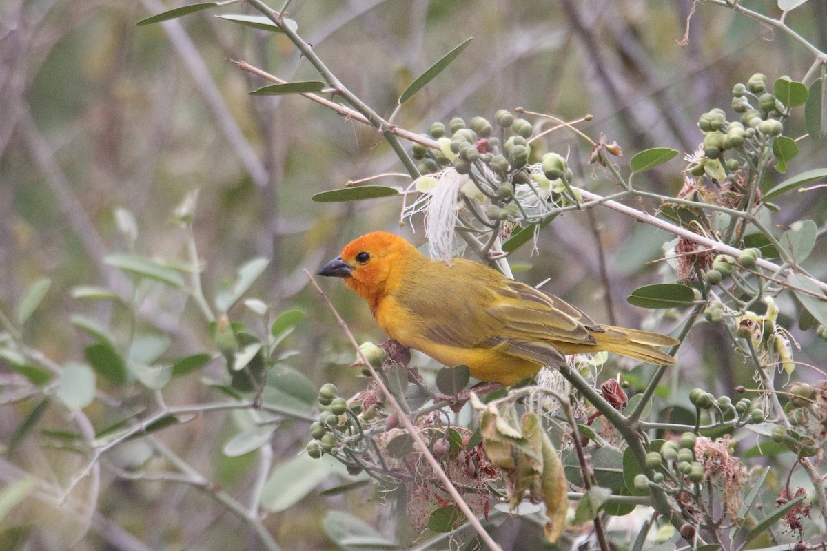Golden Palm Weaver - ML641306139
