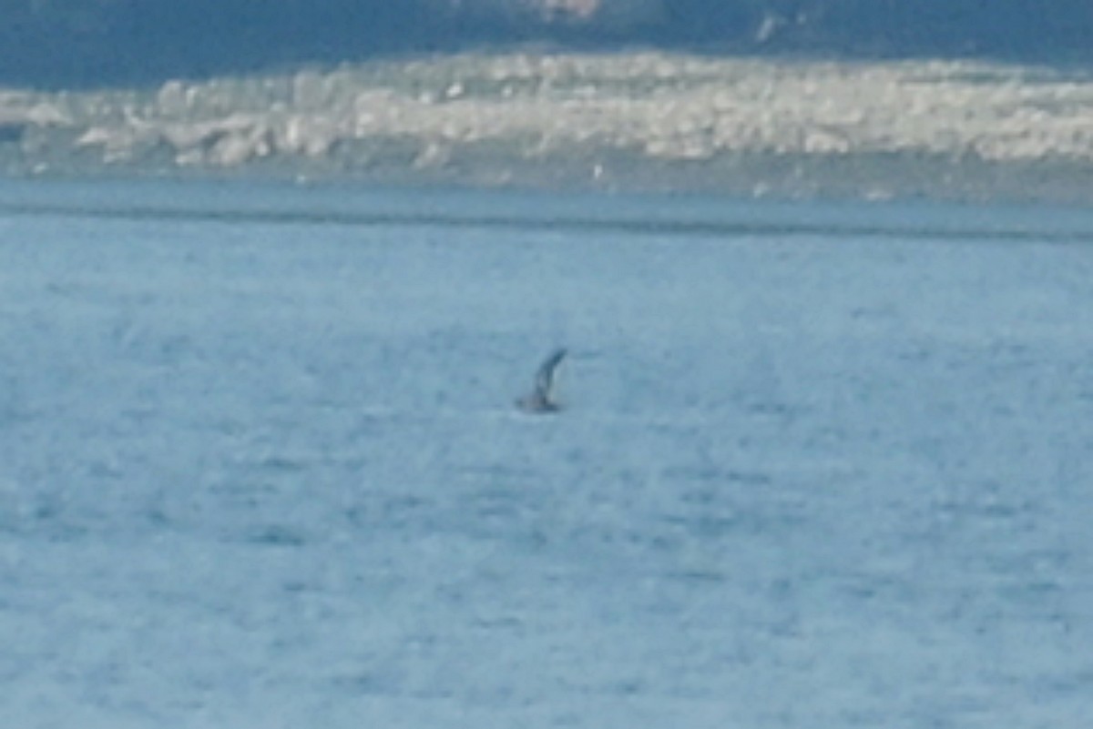 Sooty/Short-tailed Shearwater - ML641306154