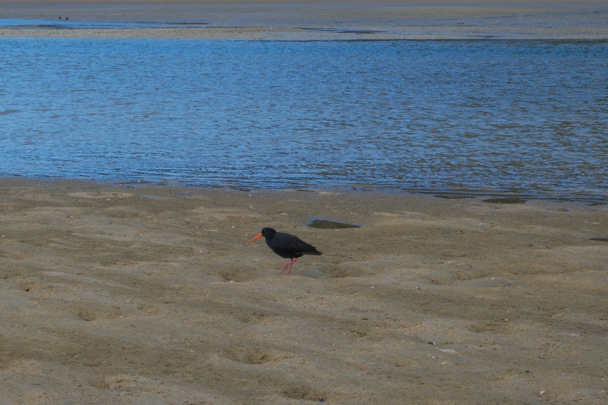Variable Oystercatcher - ML641306211
