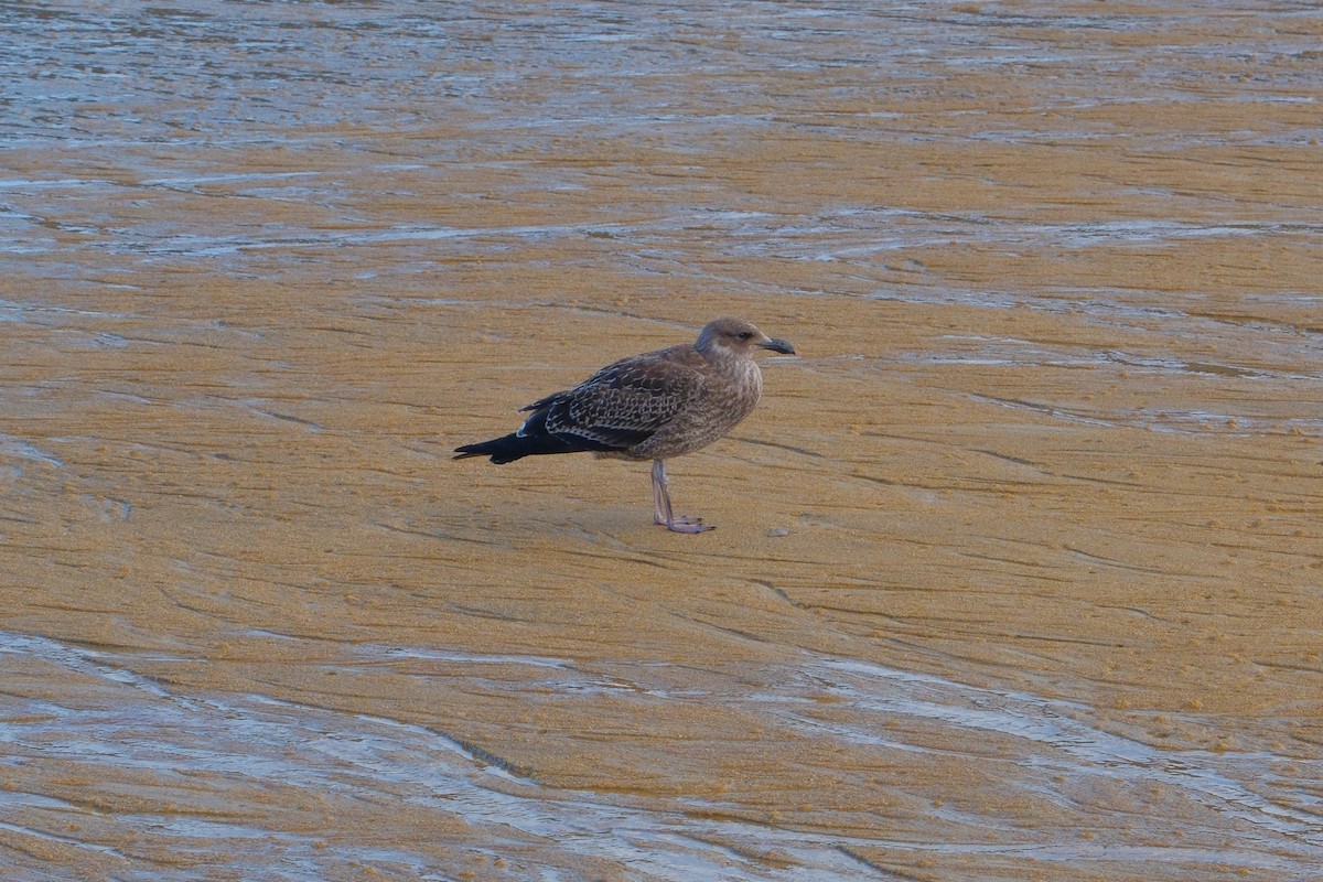 racek jižní - ML641306215