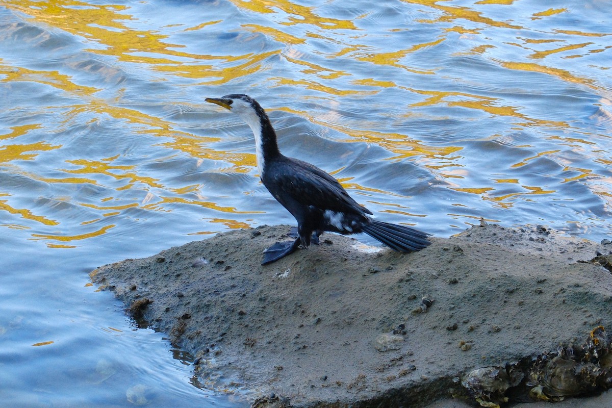 kormorán černobílý - ML641306225