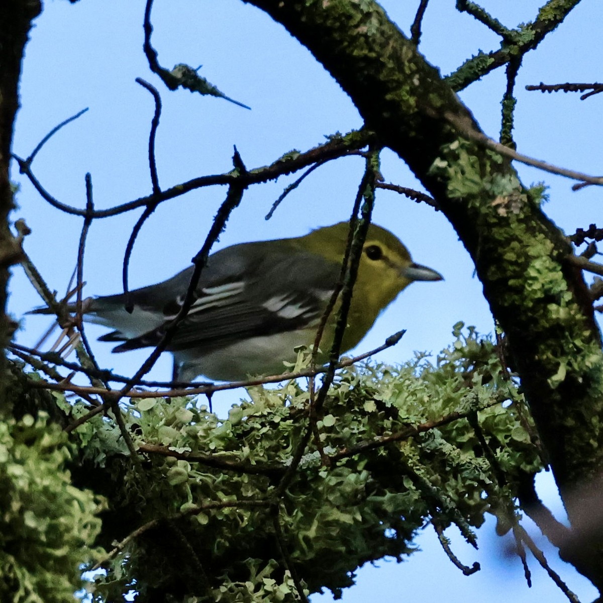 gulbrystvireo - ML641306281