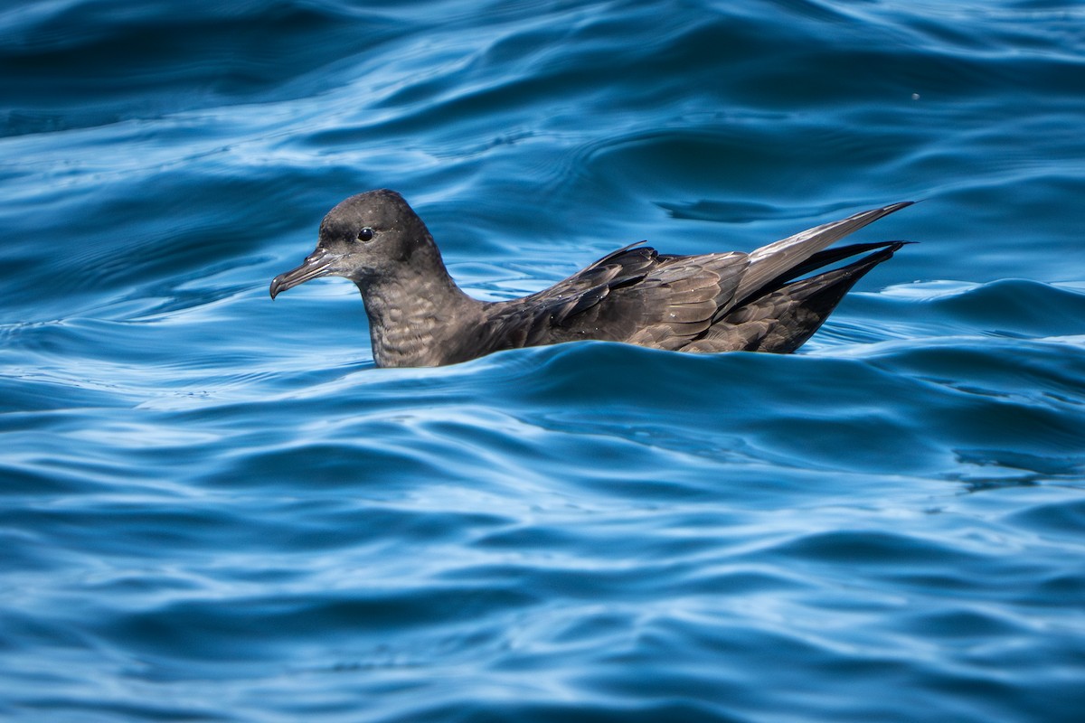 Sooty Shearwater - ML641306302
