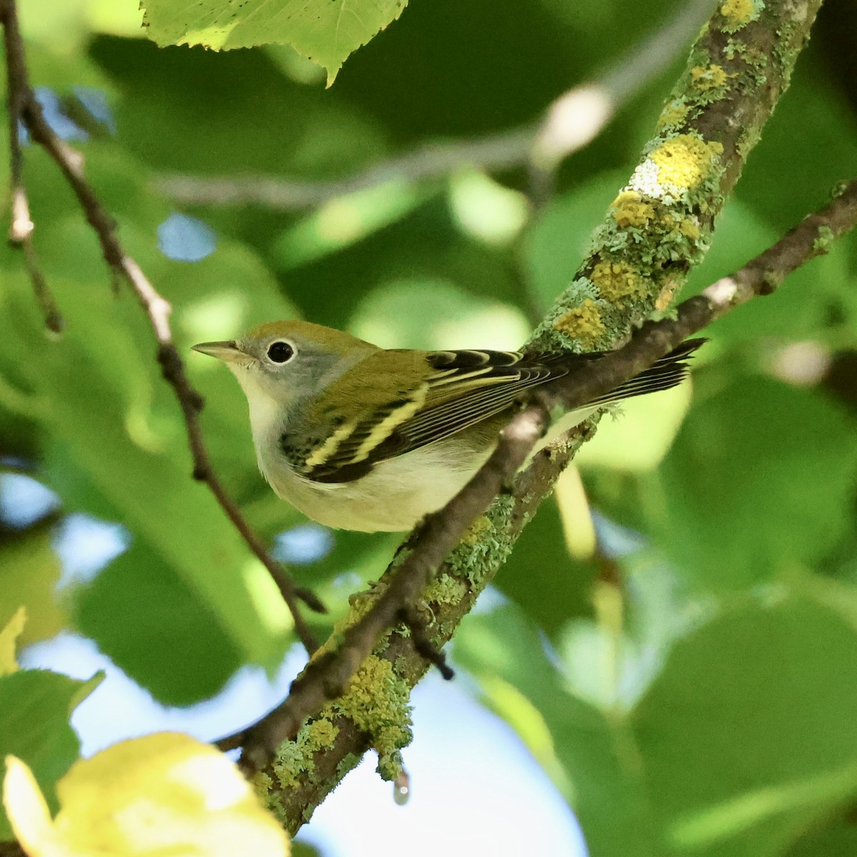 brunsideparula - ML641306354