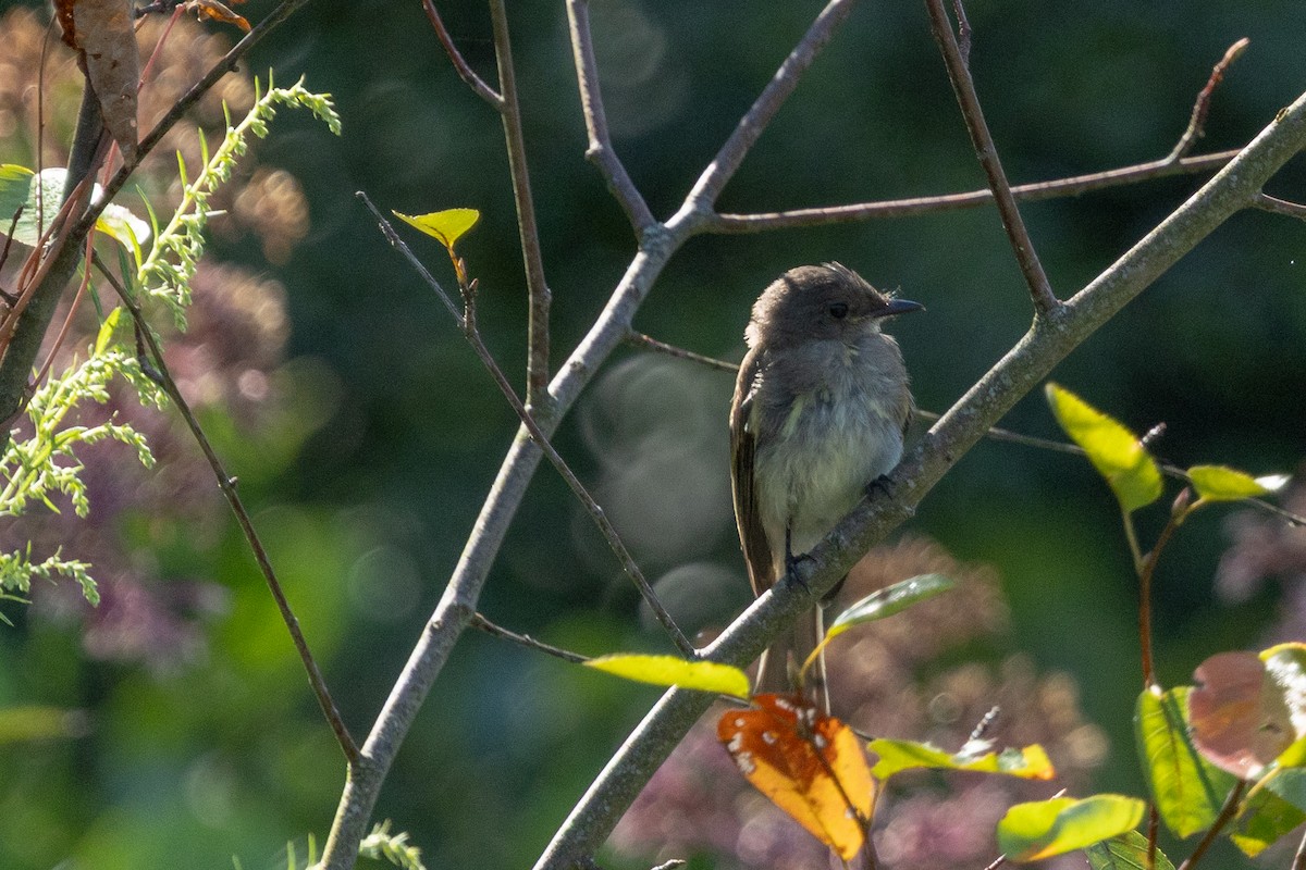 Eastern Wood-Pewee - ML641306380