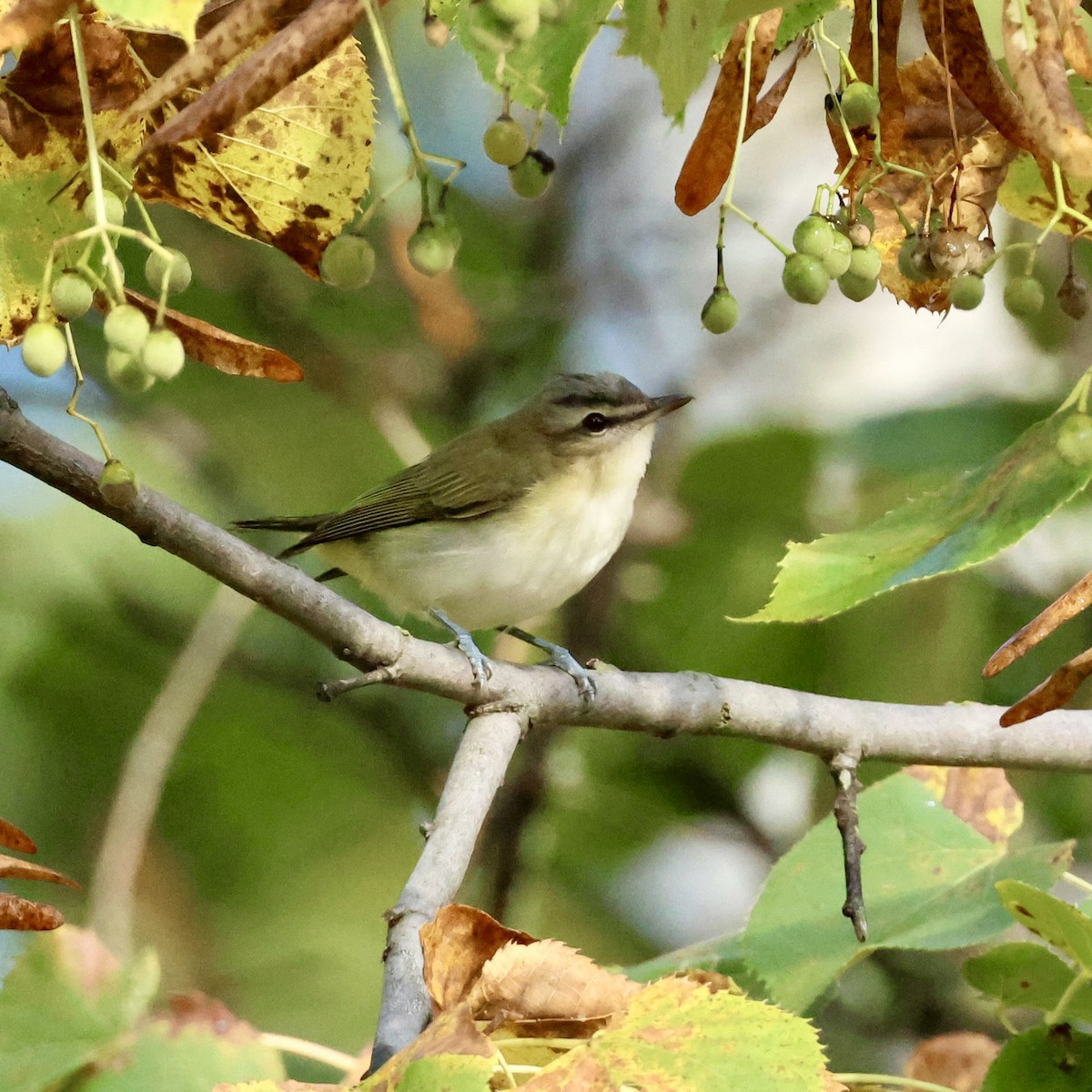 rødøyevireo - ML641306384