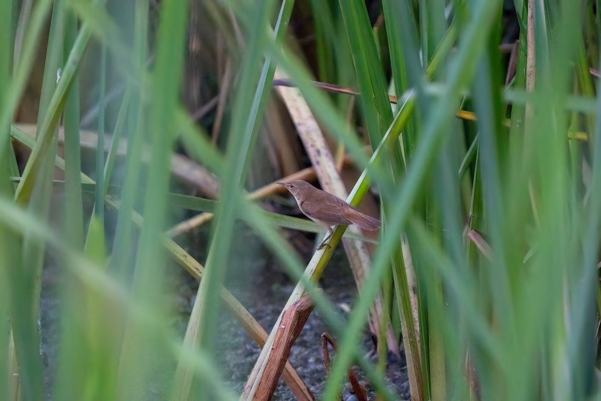 Marsh/Common Reed Warbler - ML641306393