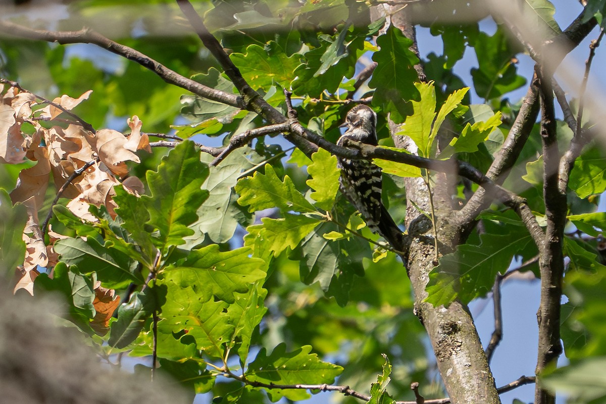 Lesser Spotted Woodpecker - ML641306397