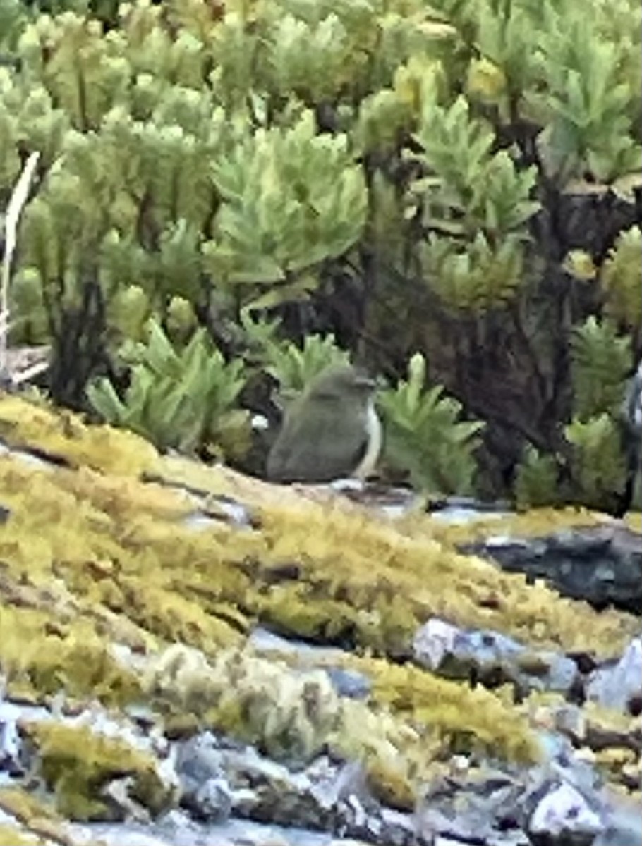 South Island Wren - ML641306399