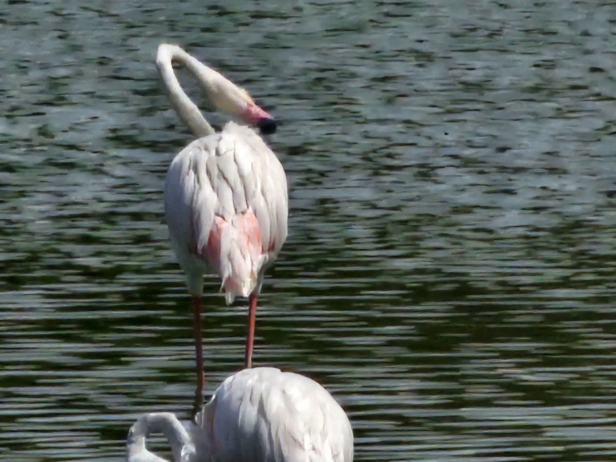 Flamant rose - ML641306401