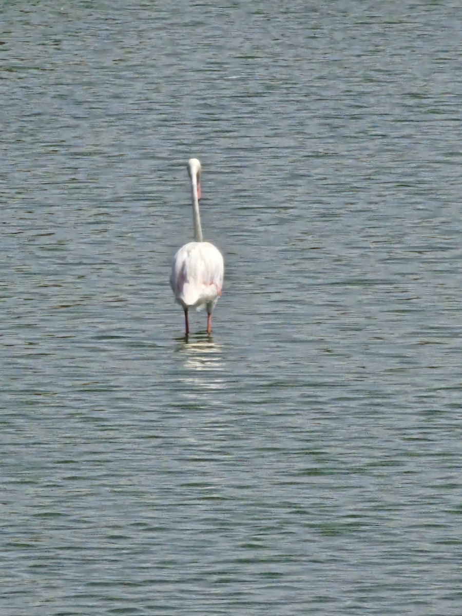 Flamant rose - ML641306402
