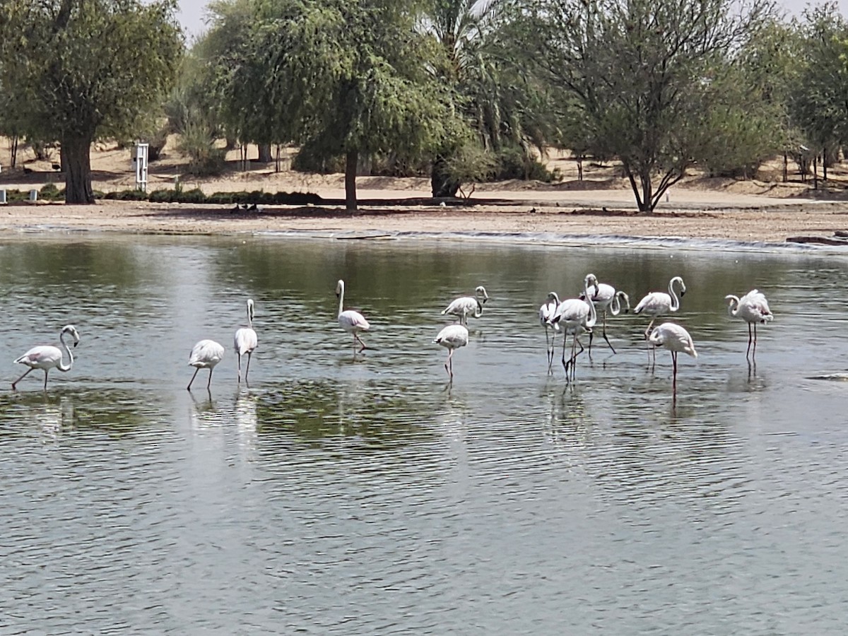 Flamant rose - ML641306403