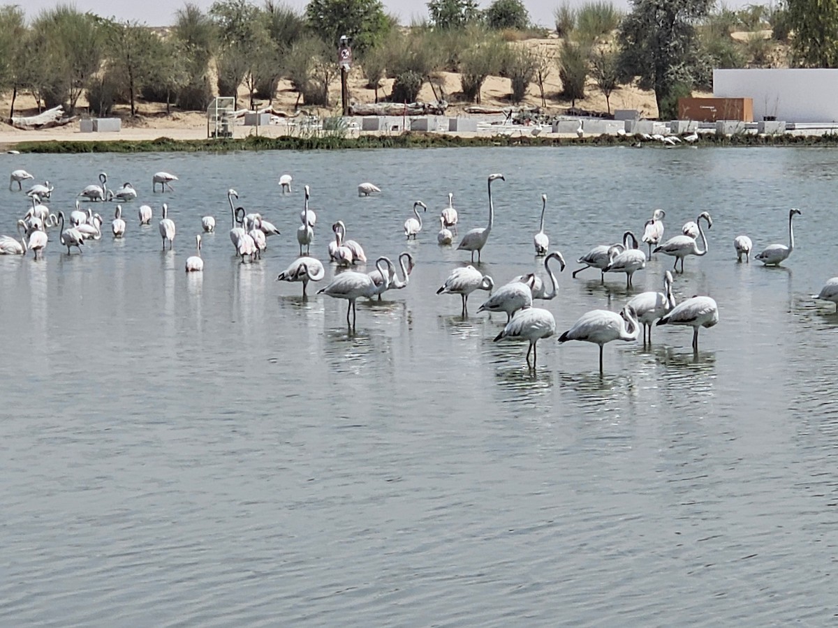Flamant rose - ML641306404