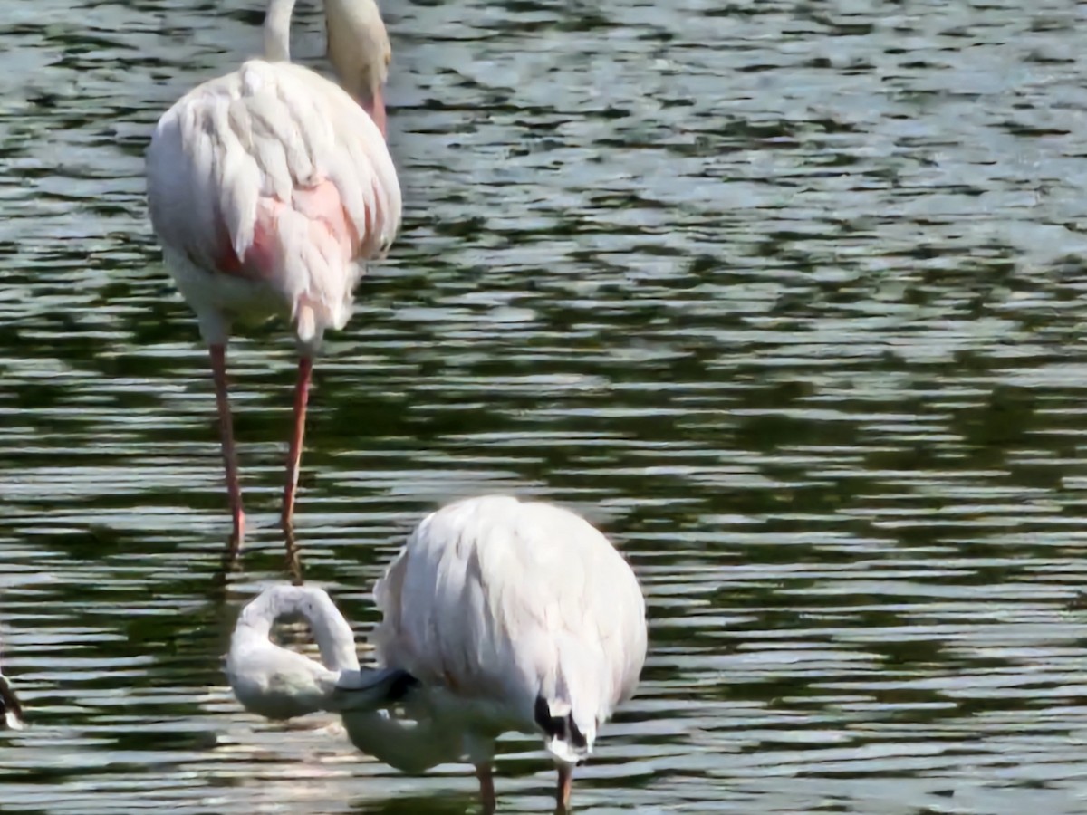 Flamant rose - ML641306405