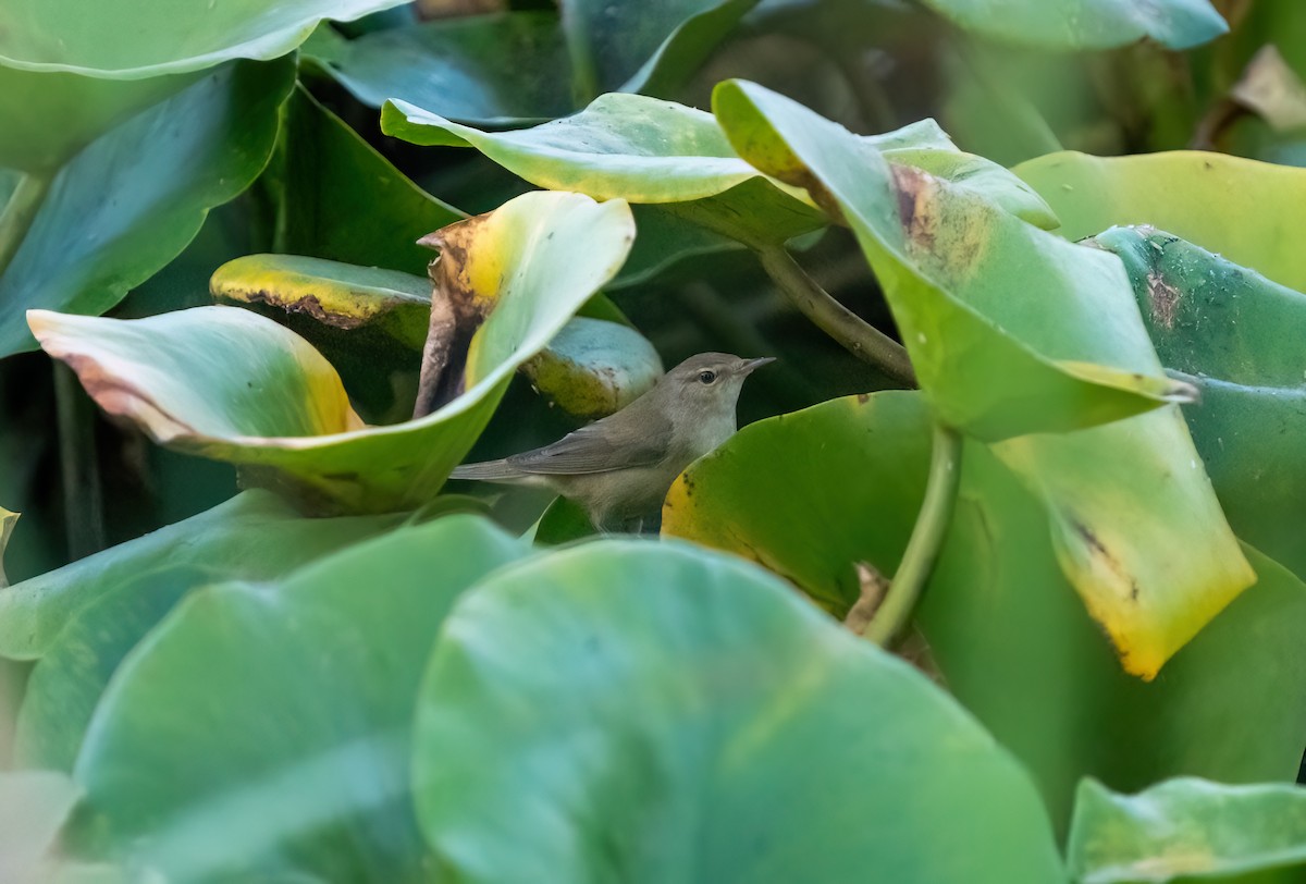 Marsh/Common Reed Warbler - ML641306440