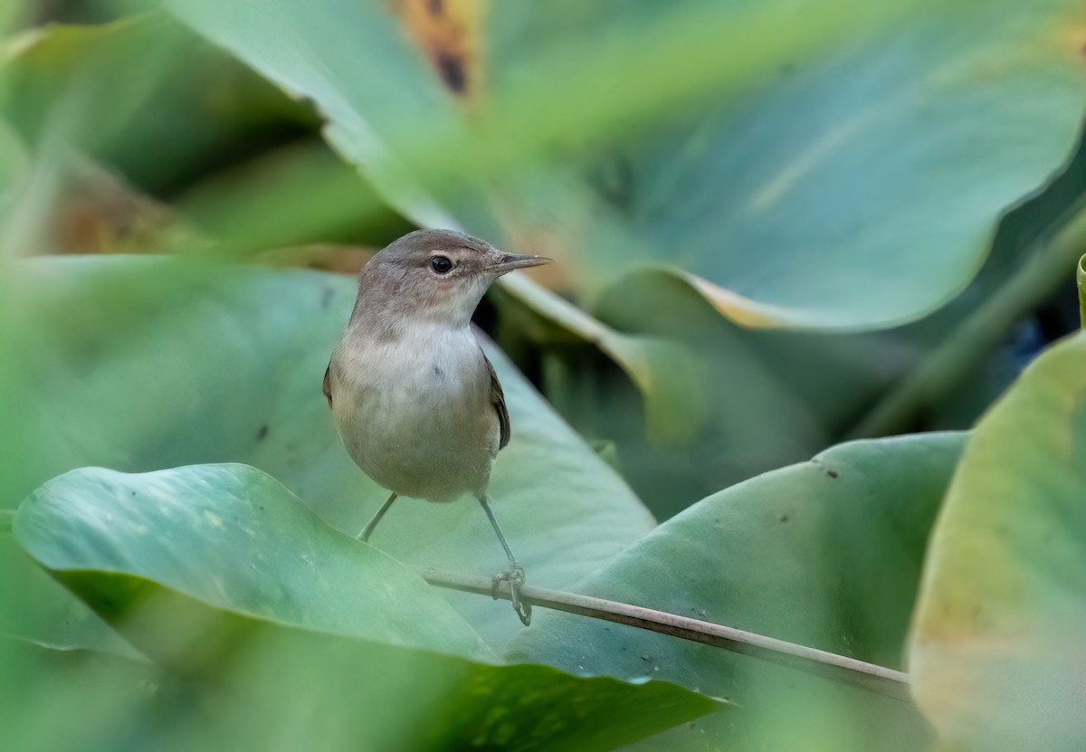 Marsh/Common Reed Warbler - ML641306442