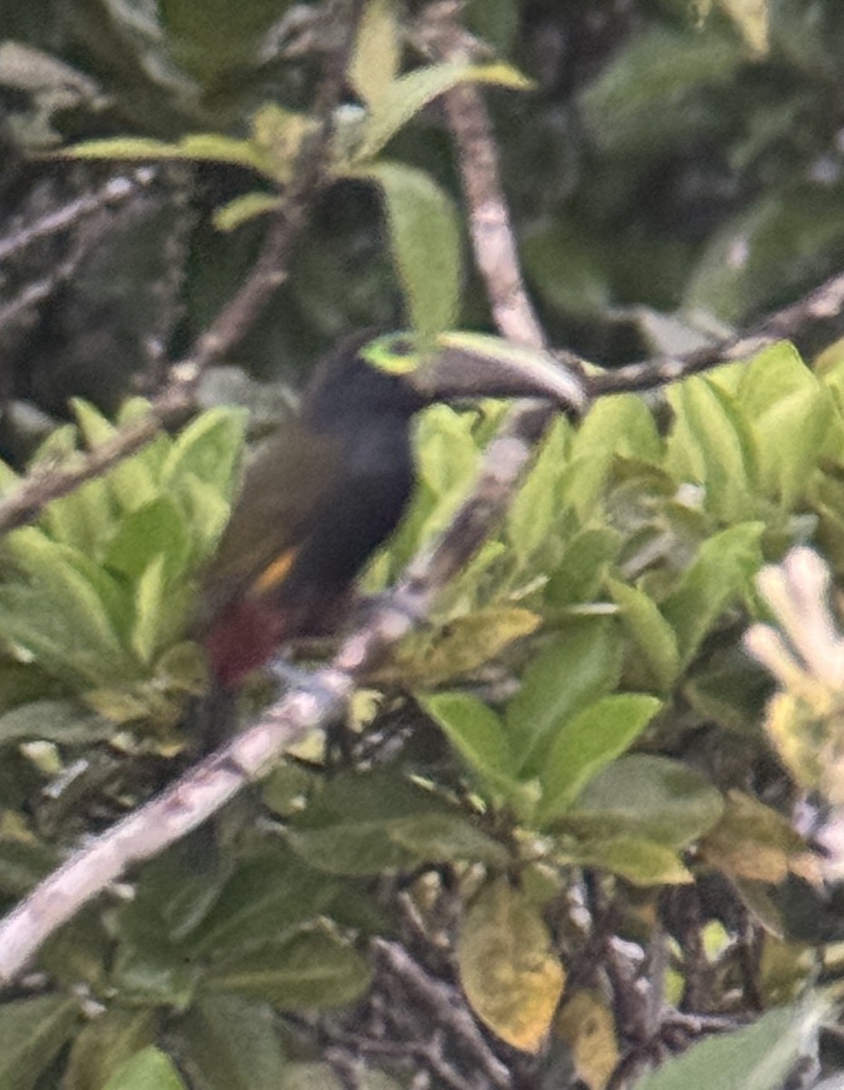 Yellow-eared Toucanet - ML641306459