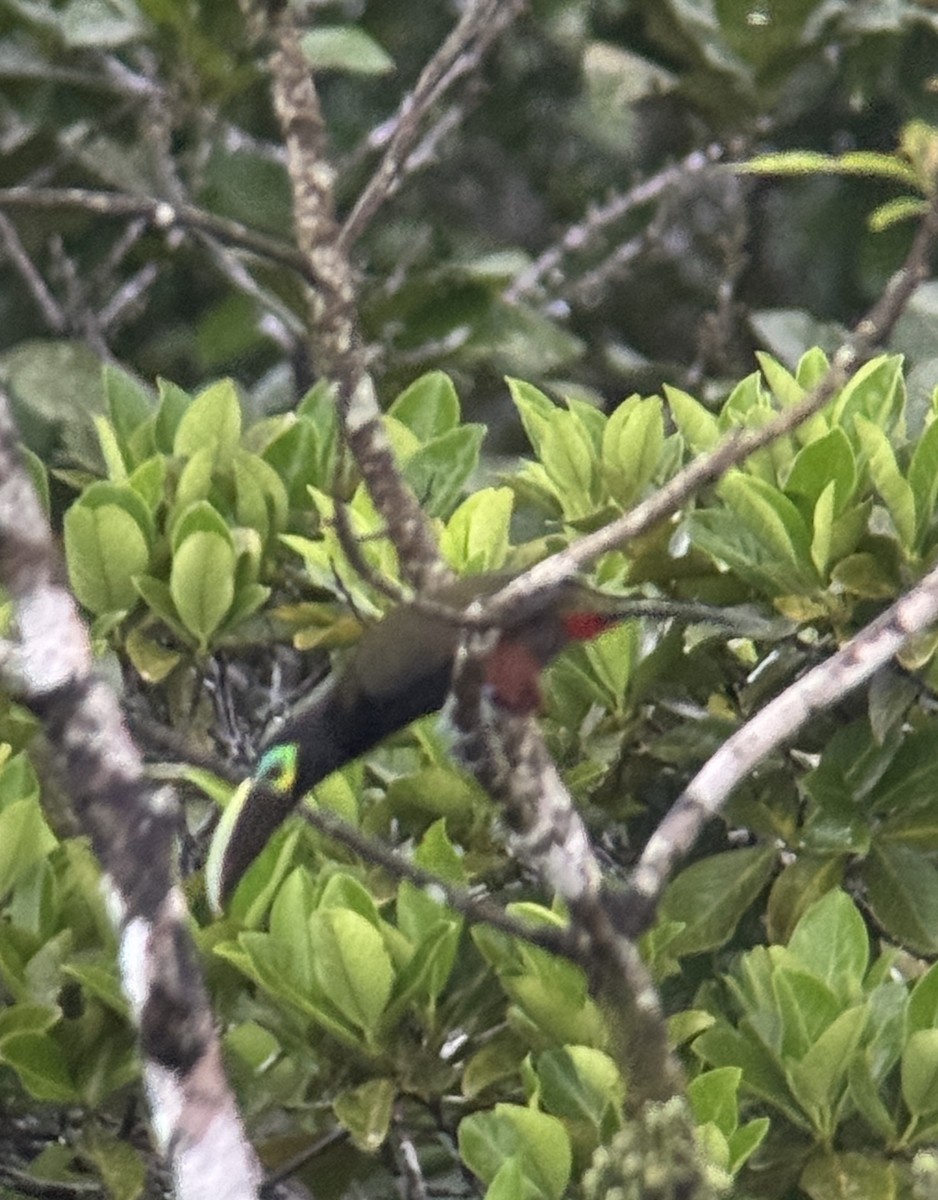 Yellow-eared Toucanet - ML641306460