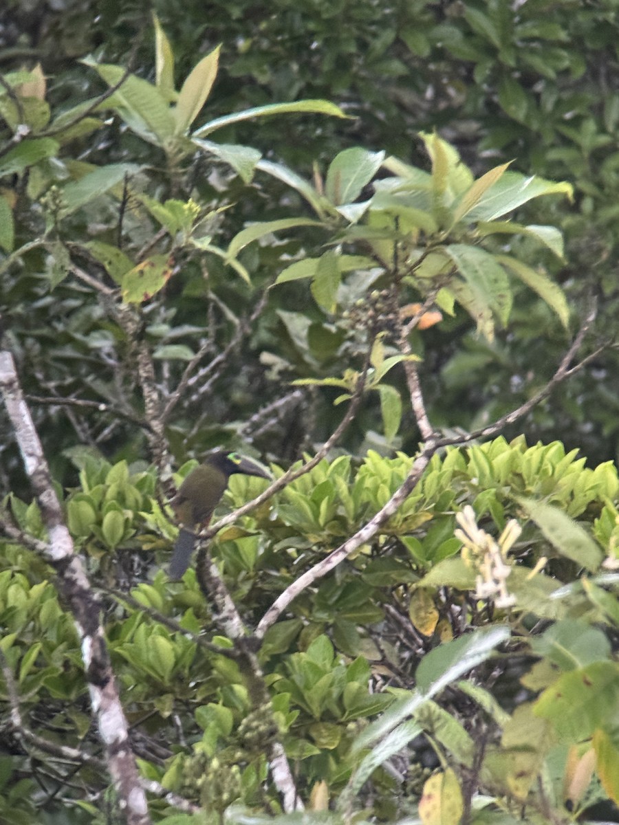 Yellow-eared Toucanet - ML641306461