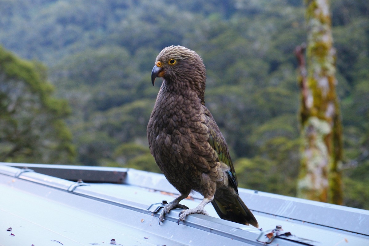 nestor kea - ML641306470