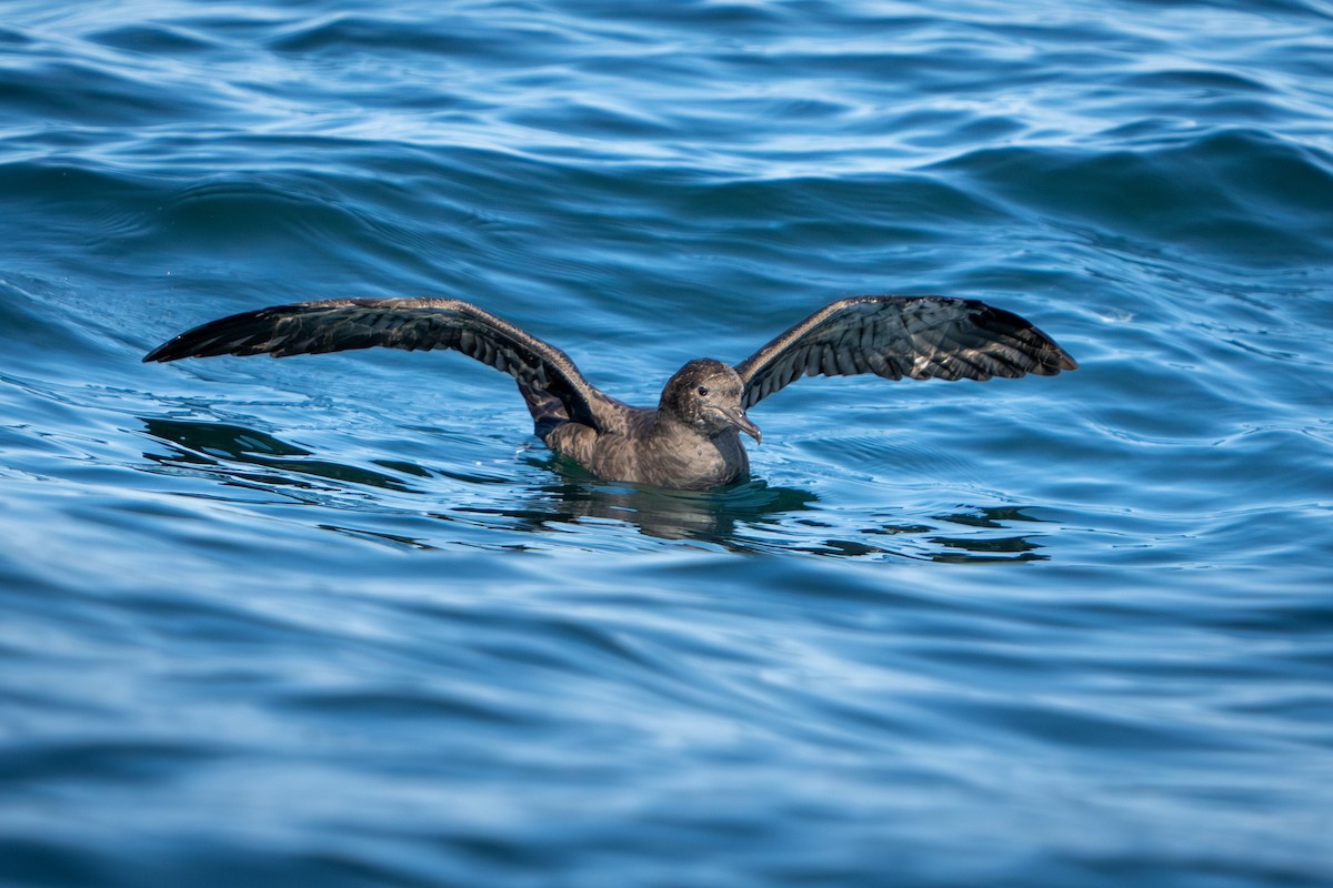 Sooty Shearwater - ML641306473
