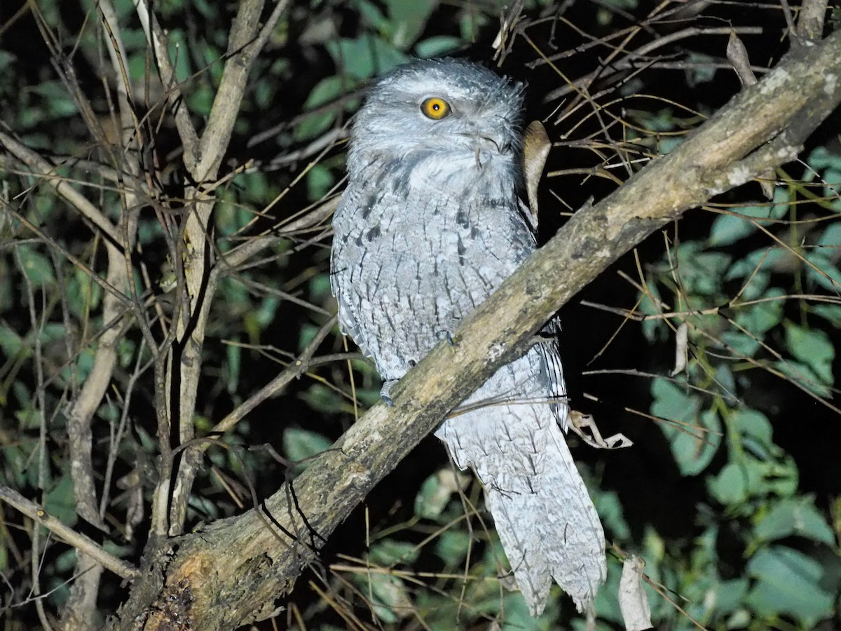 Tawny Frogmouth - ML641306484