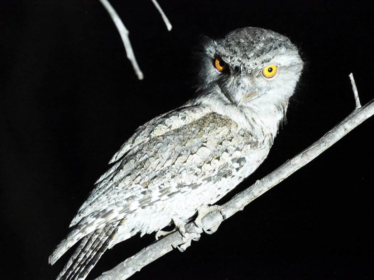 Tawny Frogmouth - ML641306486
