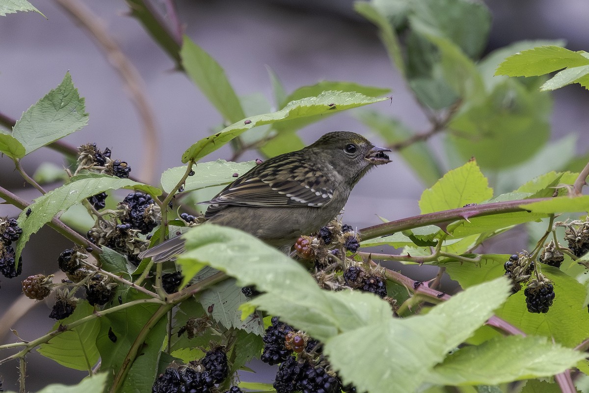 Golden-crowned Sparrow - ML641306518